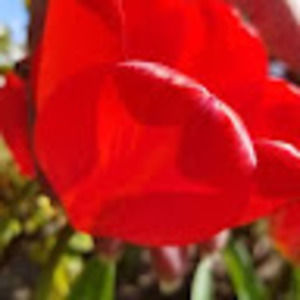 Meet your Posher, Robin